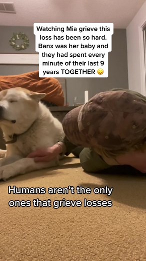 Supporting Mia Through Pet Loss | Heartbreaking Story of Grieving Dogs