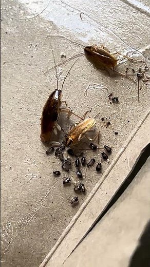 Cockroach Gives Birth While Stuck — Real Footage 😳