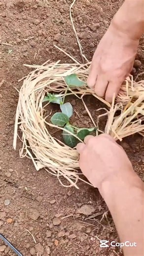 Spring Planting Tips #gardeningtips #planting