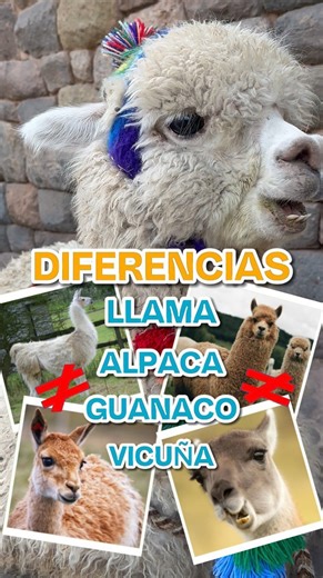Diferencia de llama,alpaca,guanaco y vicuña🤗 Que NO te estafen, ven a Cusco preparado 👍🏼, ya que muchas veces te suelen engañar para tomarte fotos con llamas siendo ovejas o alpacas😣 Las que mas se confunden son las llamas y las alpacas, para poder diferenciarlas sigue estos consejos: LLAMA🦙 ✅Es la mas alta ✅Orejas largas ✅Hocico mas largo y punteagudo ✅Poco pelo en la cara ALPACA🦙 ✅Mas pequeña que una llama ✅Orejas cortas ✅Hocico corto ✅Pelo en la cara #llama #alpaca #diferencias #cusco #