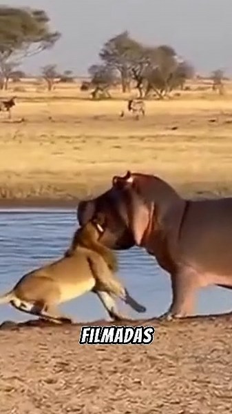 🤯 You won't believe what these animals did in Brazil!