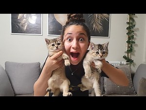 JE VOUS PRÉSENTE MES CHATONS! Mademoiselle sabina.