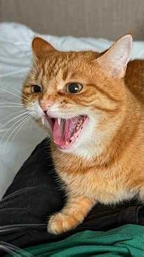 She Got The Angriest Kitten 😂