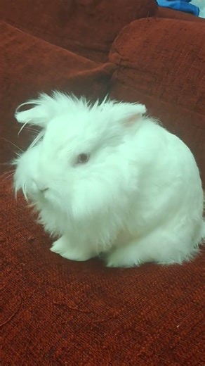 Leo: The Sweetest Grooming Routine 🧼 🐰 #BunnyLife #Shorts #cutepets