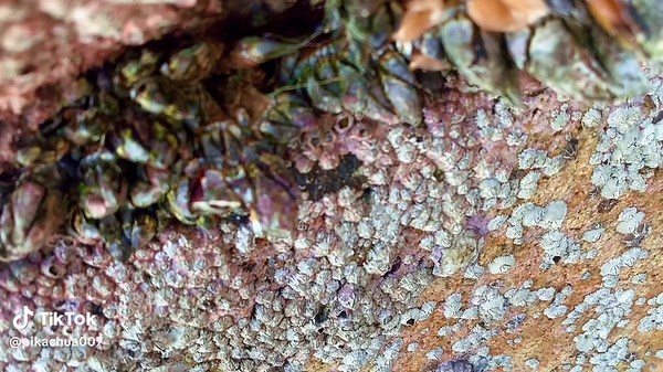 remove barnacles on stone#barnacles #barnacleremoval