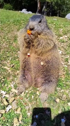 An alpine marmot having a delightful munch on a juicy carrot
