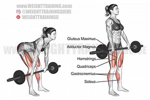 Barbell Romanian deadlift exercise instructions and video | Weight Training Guide