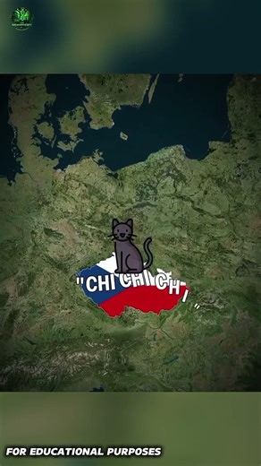 How People Call Their Cats Around the World 🌍 #documentary #usa #usashorts #geography #world#fyp#map