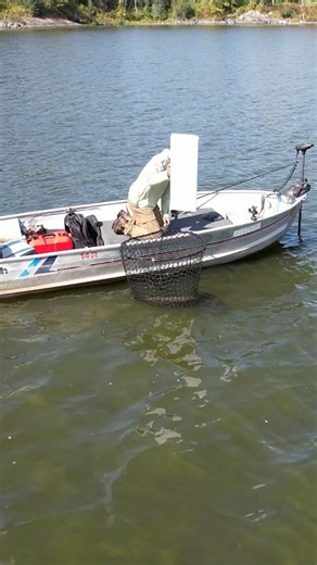 Caught and released #muskyfishing #fypシ