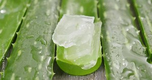 Composition of aloe vera. Concept of beauty cream derived from Aloe, natural medicine and care for the body due to its therapeutic properties, lifting, rejuvenation and Nature