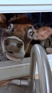 16K reactions · 4.7K shares | Do you wish a cow was at your kitchen window? We love when our cows come to visit us at the window! Though, Maisie isn't usually the cow poking her head through to get snacks. Her big sister Jenna is usually the one getting all the treats. But, Maisie figured out if she sneaks to the window when Jenna isn't around, she can get the treats all to herself! | Life With Pigs | Facebook