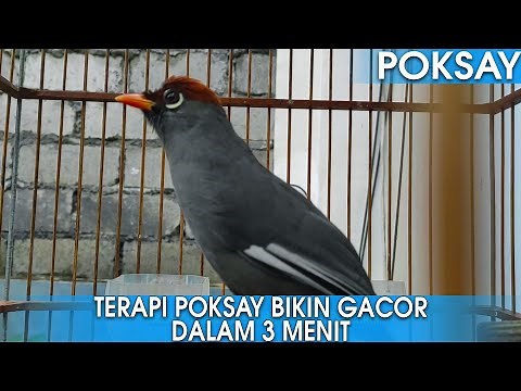 SUARA BURUNG POKSAY MANDARIN GACOR PANCINGAN POKSAY MACET DALAM 3 MENIT!