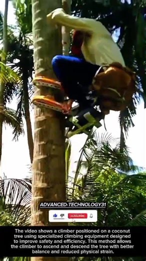 Coconut Tree Climbing Using Specialized Climbing Equipment !! #innovation #tool #ideas