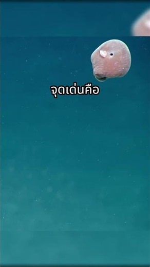 ดัมโบ้ออกโตปุส หมึกที่น่ารักที่สุดในโลกใต้ทะเลลึก!