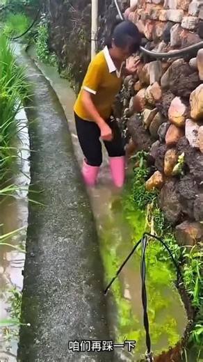 One Field, Two Profits: The Genius Rice–Fish Farming of China #shorts