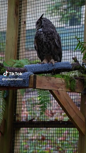 LAIKA Artists Find Owl Inspiration at Bird Alliance of Oregon