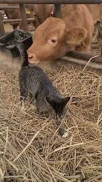 [먹두리삼형제의슬기로운시골생활] 축사에 사는 수컷 고양이 "냐옹이"