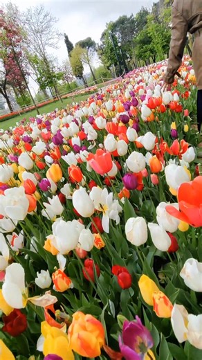 D'Fans Coffee on TikTok