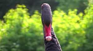 This YouTuber Has Documented Swan-on-Human Violence for 7 Years