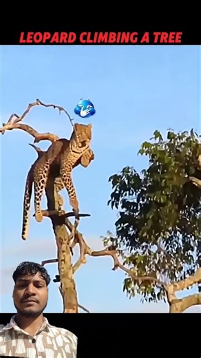 king of leopard good mind leopard😱 #vairal #animals #leopard #shorts 😱