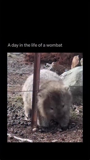 Random Videos on Instagram: "Don’t let that adorable, tank-like waddle fool you. Wombats are nature’s bulldozers, perfectly engineered for a life spent digging and defending their underground homes. These powerful marsupials are master excavators, using their rodent-like teeth and strong, clawed forepaws to create extensive burrow systems called warrens. To keep dirt from filling the pouch while digging, evolution gave the wombat a brilliant solution: the pouch faces backward, protecting the joe