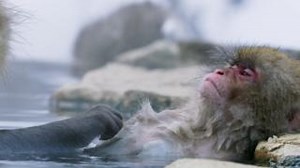 1.1K views · 26 reactions | Hot bath for little monkey Japanese Macaques (Macaca fuscata) bathe in hot thermal springs during icy winters, where temperatures can reach as low as -15°C. Meet the animals inhabiting our fragile frozen worlds. ❄️ #FrozenPlanet2 airs every Saturday at 21:00 Mecca on BBC Earth channel no. 205 | beIN | Facebook