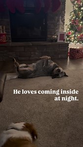 Outside dog…. Scott’s favorite boy, Willie #redshedacres #dogs #dogsarethebest #dogsofinstagram #countrydogs #blueheeler #australiancattledog | Red Shed Acres