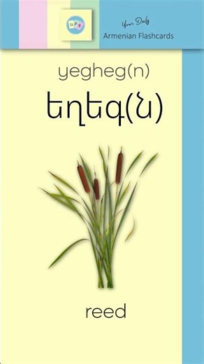 Ե, ե [ ye ] – եղեգ [ yegheg ] = Reed | Armenian Flashcards | Reading Practice