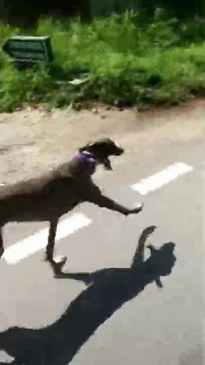 Cheetah vs The World's fastest dog❣️