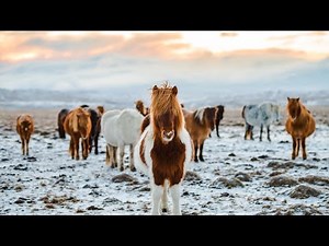 Top Ten Favorite Horse breeds