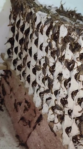 Scorpion Breeding Facility: Exploring Scorpions in Habitat