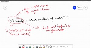 SOLVED:SA node is called the pace maker of the heart. Why? (a) It can change contractile activity generated by AV node. (b) It delays the transmission of impulse between the atria and ventricles. (c) It gets stimulated when it receives neural signal. (d) It initiates and maintains the rhythmic contractile activity of heart.