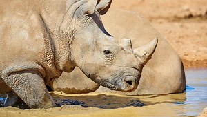 Radioactive Rhino Horns Hoped To Save Species From Poaching