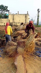 Traditional Paddy Threshing: Hi Friends, In this reel you can see that the farmers were busy threshing paddy manually by beating. In this reel we tried to show you how paddy is threshed traditionally. They beat paddy bundles on wooden log. It's tiring and laborious too. But we see this method seldomly. #threshing #fb #reels #kisan #krishi #paddy #paddycultivation #paddyfarmers #paddyfarming #paddyfarmer #rice #ricefarmer #ricecultivation #ricefarming #fbreels #agriculture #agritech #farmer #farm