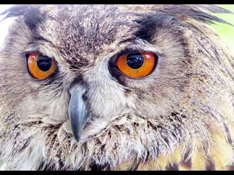 Free Owl Sound Free Sound Effects 3