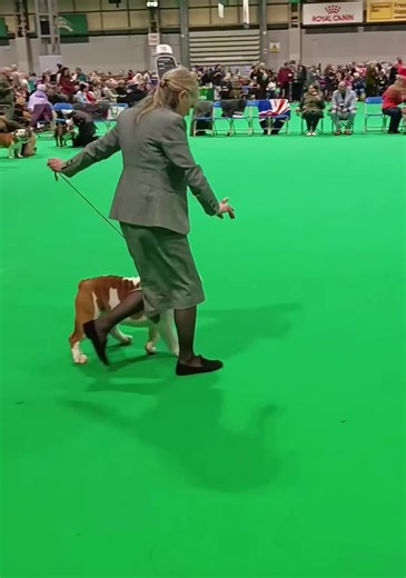 Clark Kent Triumphs at Crufts 2026 Flyball Training
