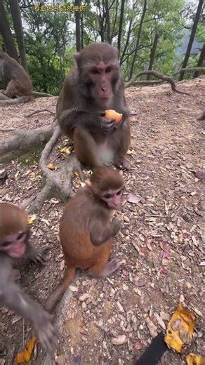 Monkey King Thought He Recognized Him… What Happened Next Is Surprising! 🐒😲