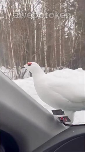 Awebo Token on Instagram: "Day 217 @awebotoken Awe-compilation with the most popular song atm 🎶💃 @ainatheend_official 💥 #awebo #birds #memes #bird #memecut #memedaily #dailymemes #memesdaily #explore #explorepage #exploremore #usa #love #canada #world #birdwatching #top #like #flock #nest #family #instafood #berries"