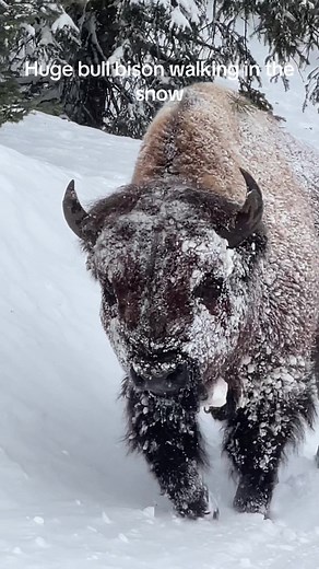 Majestic Bison Walking in Snow Storm