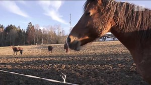L'an passé, 132 tonnes de viande de cheval ont été importées d'Australie vers la Suisse. Problème: un abattoir australien est sous enquête pour maltraitance animale. Reportage en intégralité. | Mise au point