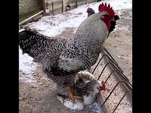 Chicken Mating Process | How Chickens Mate Naturally (Educational Video)