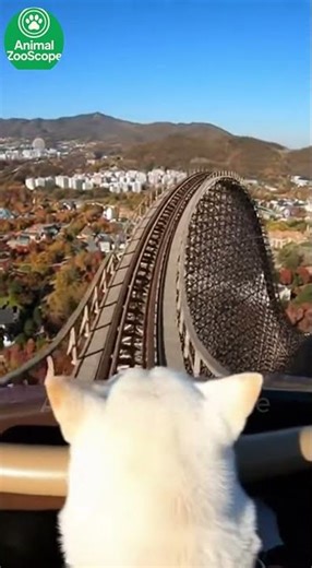 Dog's POV on a Massive Wooden Roller Coaster! 😱 Brave Shiba Inu Takes the Front Seat! (Thrill Ride)