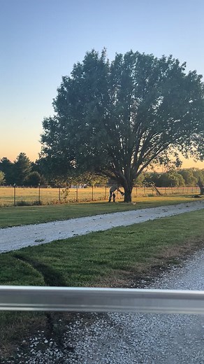 Replacing Invasive Trees with Safe Ones | Tree Removal Process