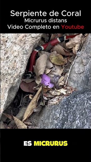 We found a Coralillo (Micrurus distans)