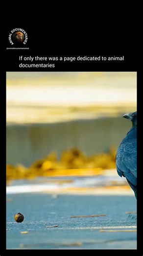 Animal Documentaries Hub on Instagram: "Meet the clever Japanese crow, a master of urban problem-solving! This clever corvid has figured out how to crack open walnuts using cars as giant nutcrackers, and even exploits driving schools to get a meal! With its intelligence and adaptability, this bird is able to thrive in the city, enjoying a nutritious feast that's hard to come by. A testament to the ingenuity of nature's clever creatures! #CrowIntelligence #UrbanWildlife #AnimalProblemSolving"