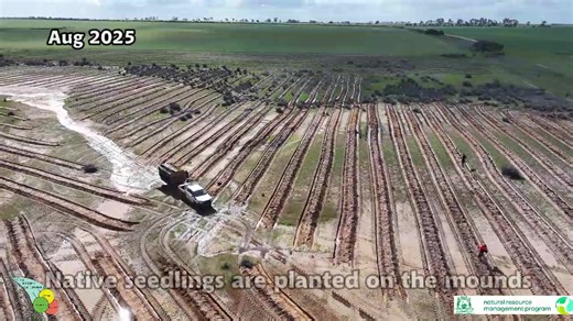 4.2K views · 100 reactions | Before and after at this drainage line rehabilitation NW of Moora. Its got a long way to go but we've made a start :) It was super wet and sloppy planting in August. Thanks to the State Natural Resource Management Program WA for funding this project. | Moore Catchment Council | Facebook