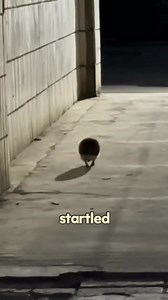 A snoring hedgehog woke her up #love #shorts #animals #rescue #cute | Millions Moments