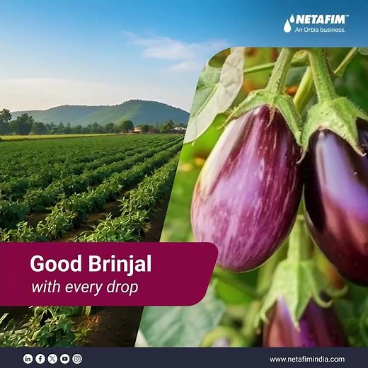 Drip Irrigation for Vegetables | Save Water, Grow More with Netafim Drip