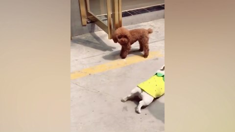 Sweet Puppies in Costumes and Relaxing