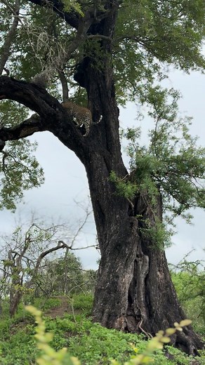 Rivala effortlessly scaling a huge jackalberry tree! #Leopard #africanimals #exploremore #wildlifephotography #SouthAfrica #travel #animals #wildlife #nature #naturephotography #reels #explore #explorepagereels | Forsyth Imagery
